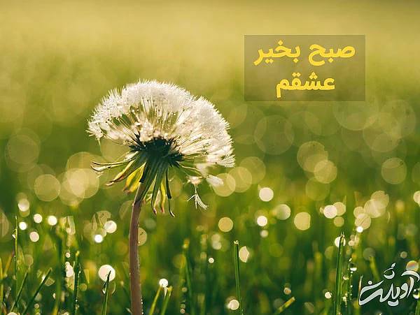 تصاویر صبح بخیر گفتن عاشقانه